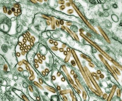 H5N1 bird flu was circulating in dairy cows for four months before it was detected, USDA scientists say