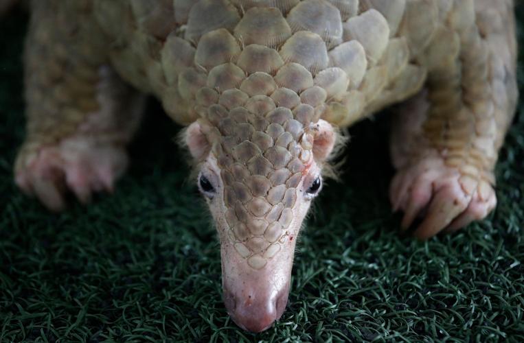 Chinese drug firms backed by global banks found using leopard and pangolin parts, group says