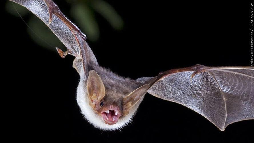 bat