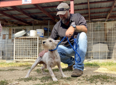 Humane Society of Missouri’s Animal Cruelty Task Force returns to one of the nation’s most notorious breeders to rescue seven dogs