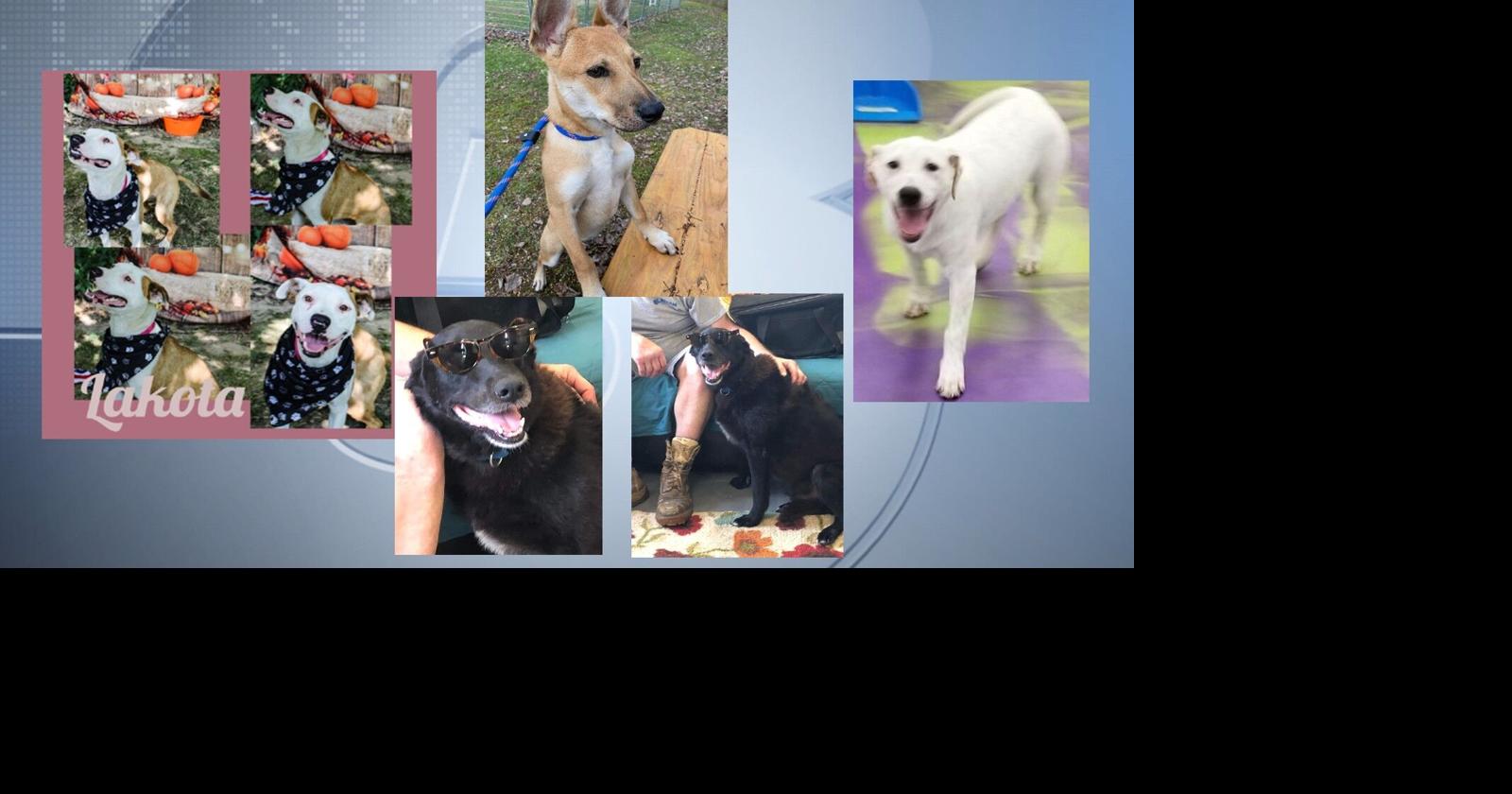 Pets of the Week: September 9, 2022 | Features | wsiltv.com