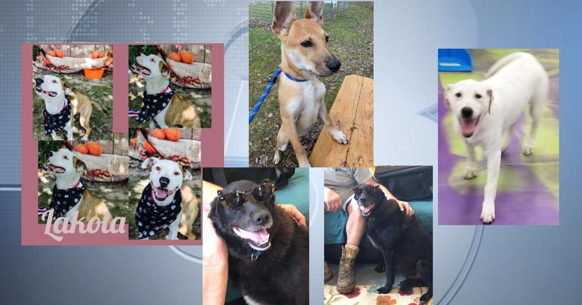 Pets of the Week: September 9, 2022 | Features | wsiltv.com