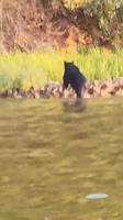Bear seen leaving Kinkaid Lake in southern Illinois
