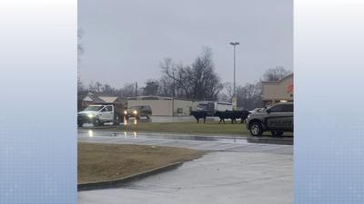 Missouri cows