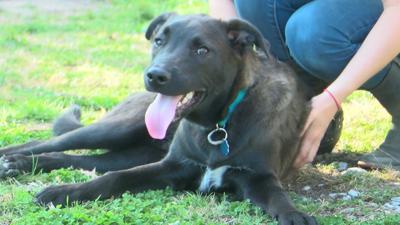 Max Furever Homes