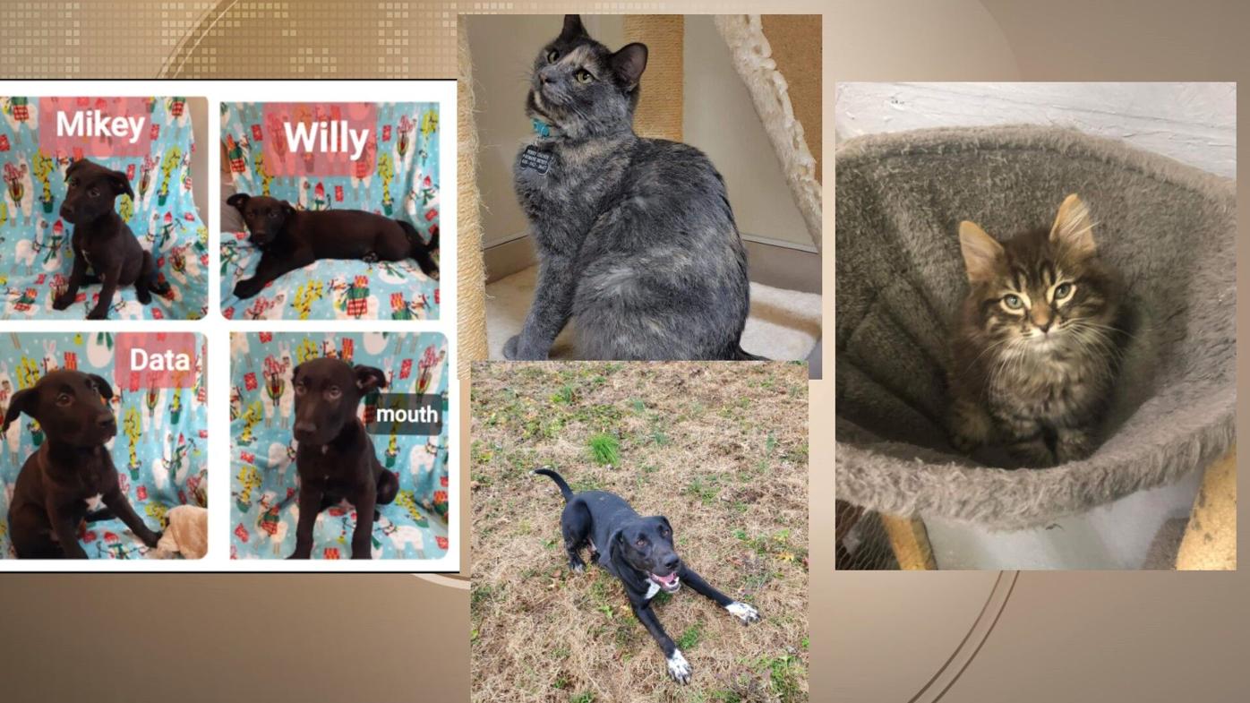 Pets of the Week: January 6, 2022