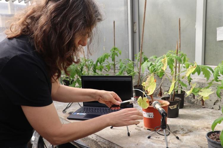 Plants aren't silent. They make clicking sounds, a study finds