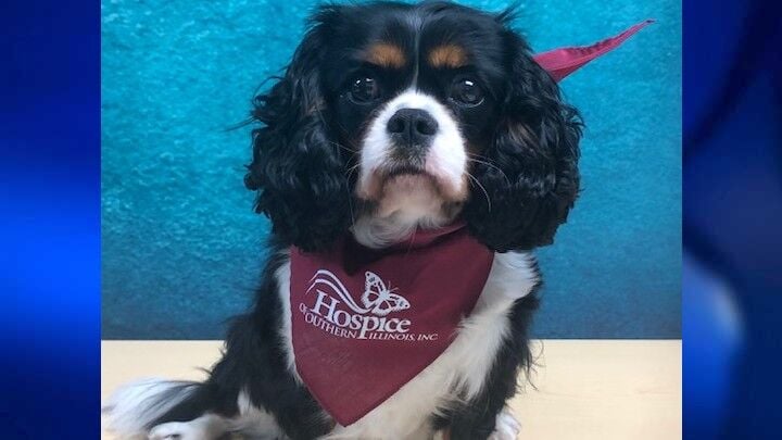 Millie hospice of southern illinois