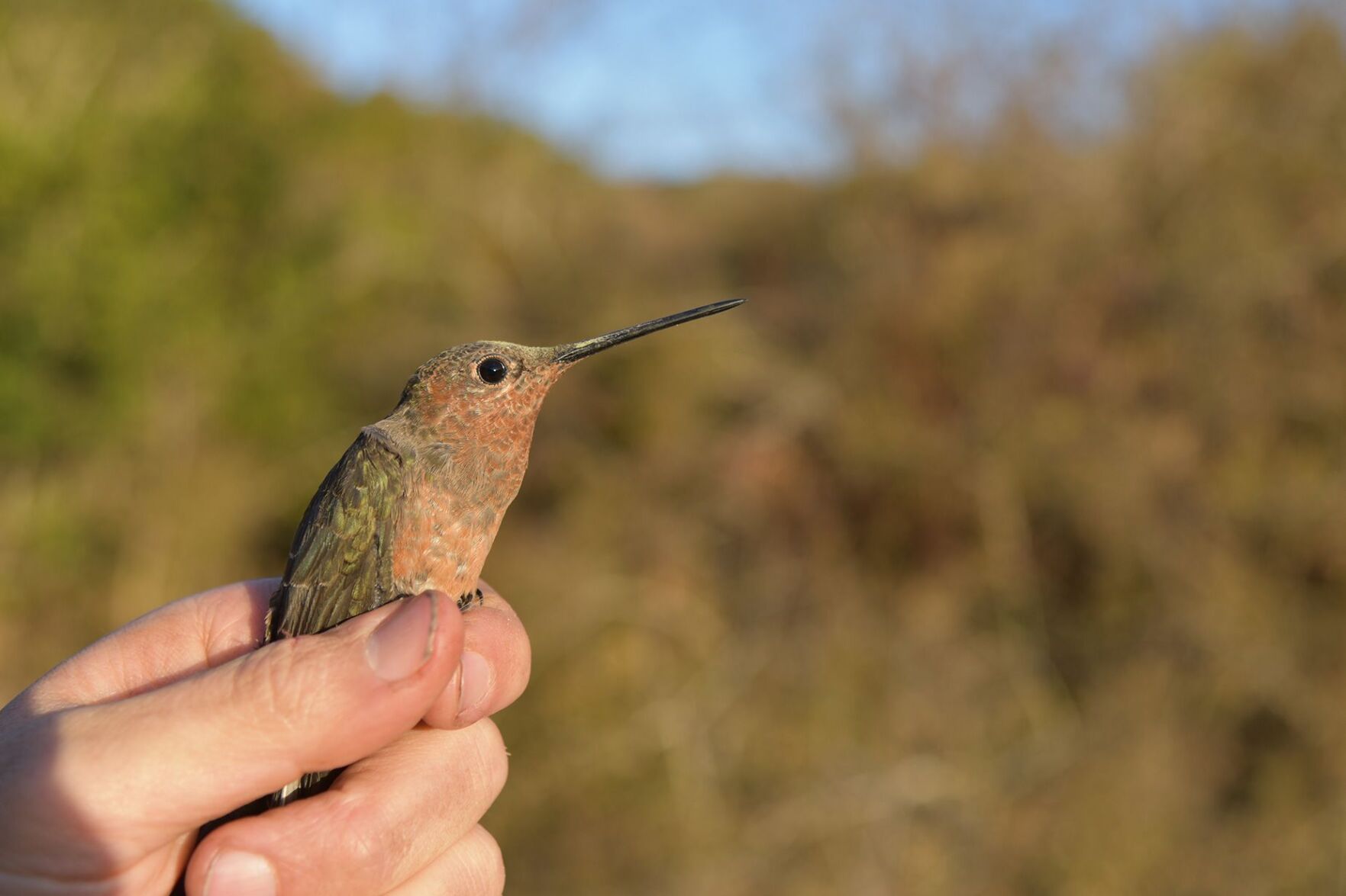 Scientists solve giant hummingbird mystery — with the help of tiny