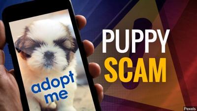 Puppy Scam