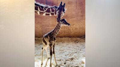 Baby-Giraffe
