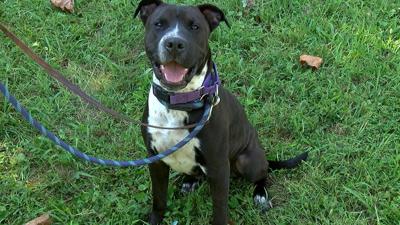 Furever Homes Juniper PKG