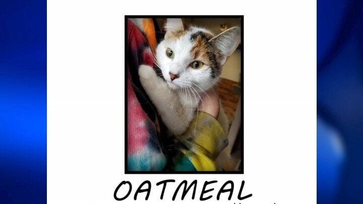 Web Oatmeal