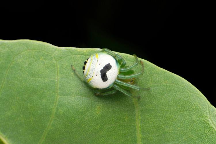 Pringles wants a spider named after it