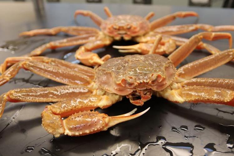 Billions of crabs went missing around Alaska. Scientists now know what happened to them