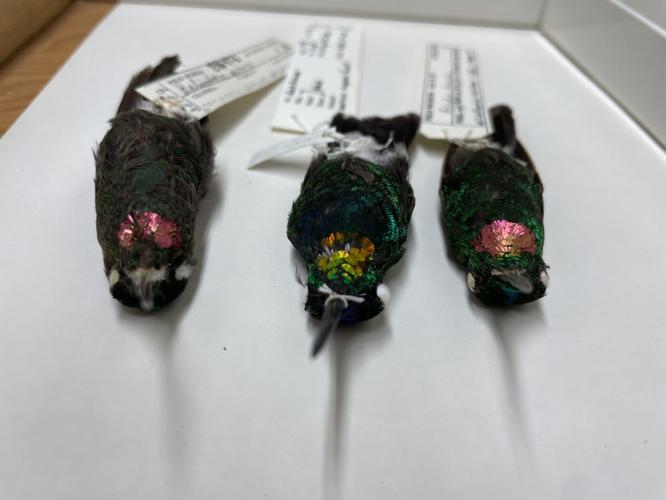 Newly discovered hummingbird looks like it's wearing a golden collar