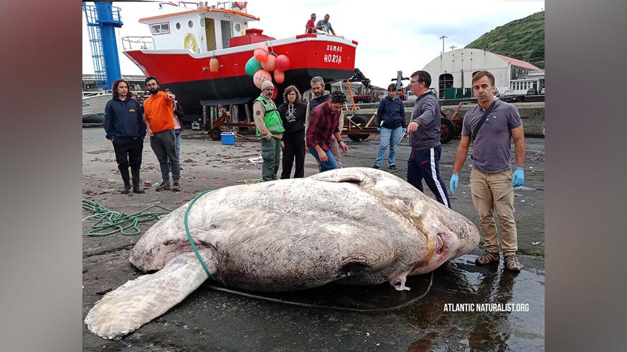 Record-breaking bony fish weighing 3 tons found