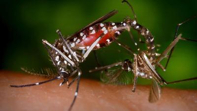 The mosquito era: As the world warms, these insects are thriving – and bringing disease