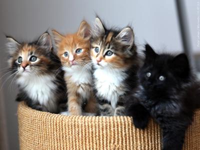 kittens