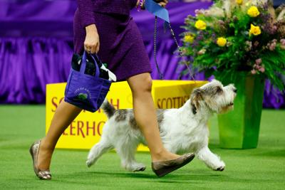 Buddy Holly, the petit basset griffon Vendéen, wins best in show at Westminster Dog Show
