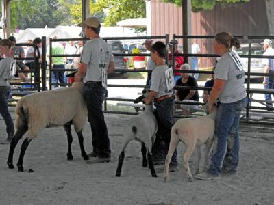 4H SHOW 1