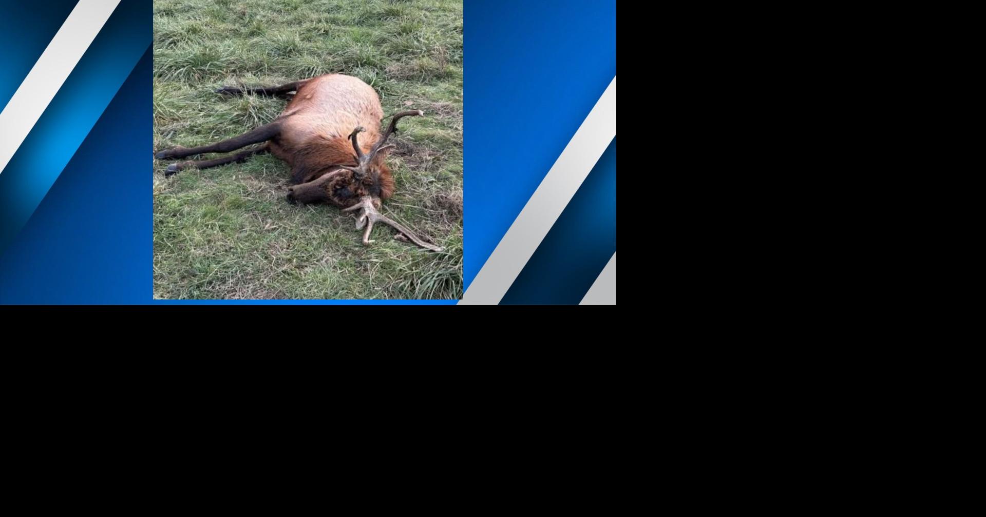 $15,000 reward offered for elk poacher in Southeast Missouri