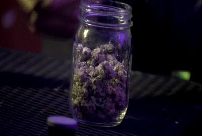 QUINCY-CANNABIS-10VO.jpg