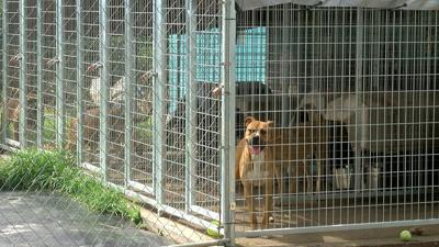 Local animal control center reaches code red status | News Local animal control center reaches code red status | News