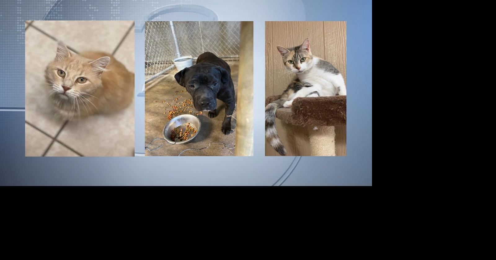 Pets of the Week: September 15, 2022 | Pets | wsiltv.com