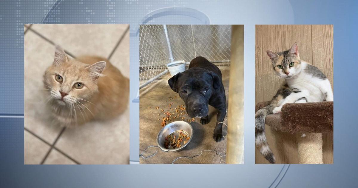 Pets of the Week: September 15, 2022 | Pets | wsiltv.com