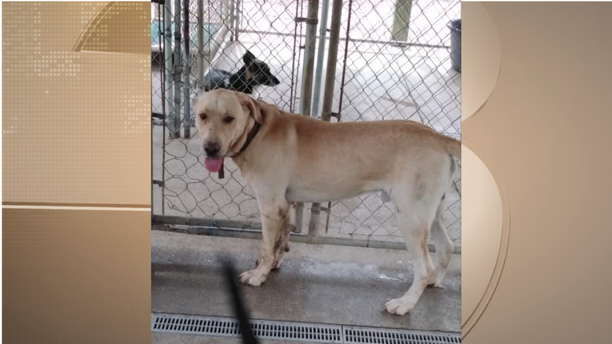 Pets of the Week: September 24, 2020 | News 3 This Morning Pets of the Week: September 24, 2020 | News 3 This Morning