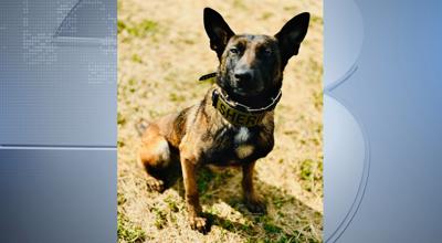 K9 Leslie with Saline County Sheriff's Office