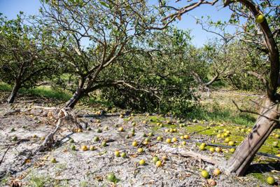 Florida farmers and ranchers could see up to $1.5 billion in Hurricane Ian-related losses