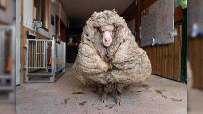 Male sheep
