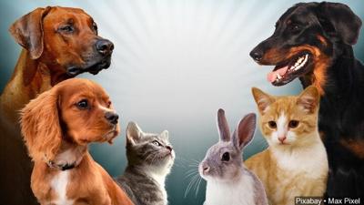 animals