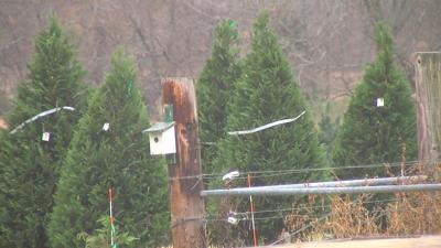 Christmas tree shortage