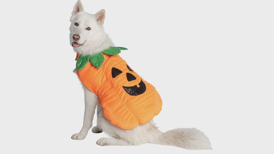 PetSmart's new small pet costumes, National News