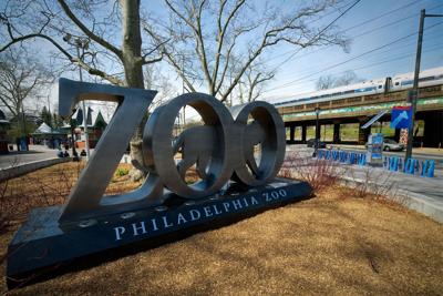 Philadelphia Zoo officials say dye may have killed its five meerkats