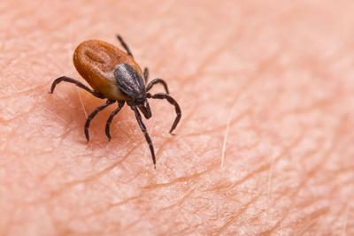 Mosquitoes and ticks are showing up with greater frequency. Here’s how to stay safe this summer