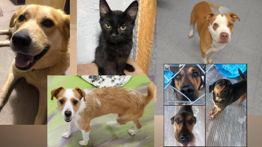 Pets of the Week Promo Image