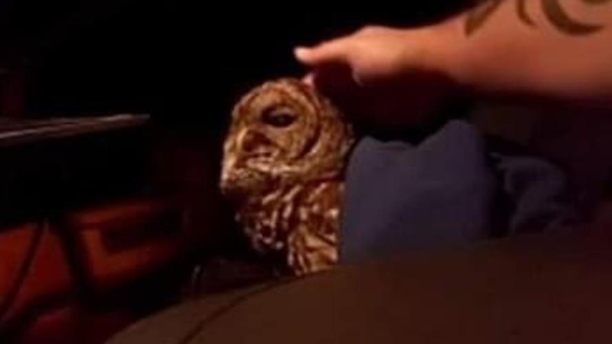 UH Owl Rescue 2