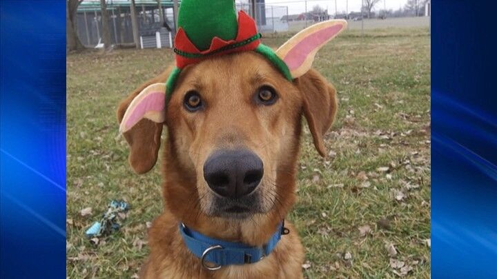 Pets of the Week: December 26, 2019