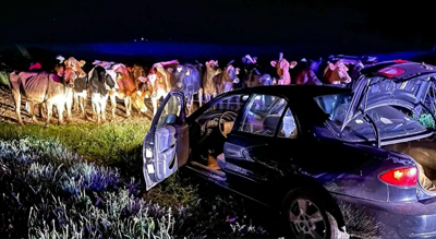 wisconsin car chase cows