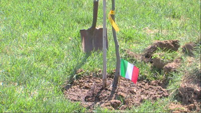 Red Oak Sapling Planted in Herrin, Ill.
