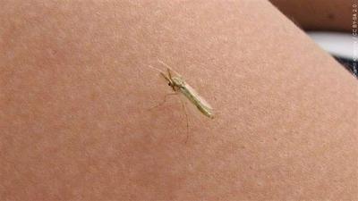 Gnat, bug