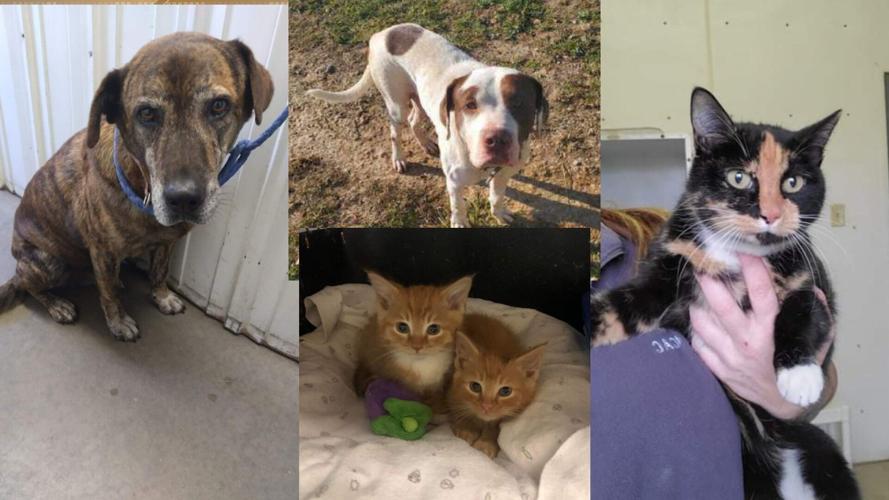 Pets of the Week: November 25, 2021