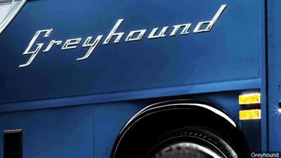 Greyhound
