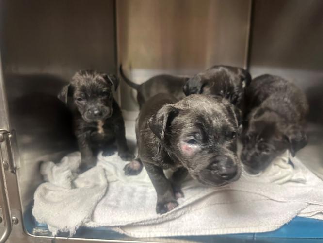 Puppies.jpg