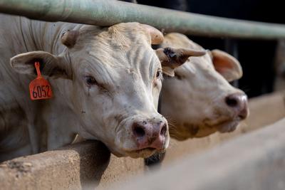 Spikes of flu virus in wastewater raise questions about spread of bird flu