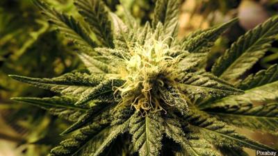 marijuana cannabis